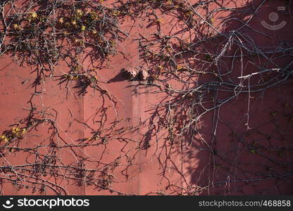 brown metal gates, vine-woven plants, full frame