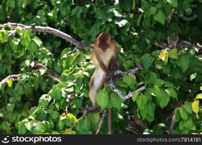 Brown monkey sitting at a green tree branches