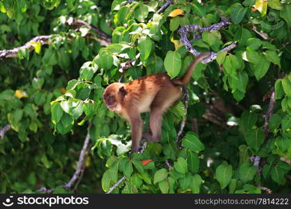 Brown monkey sitting at a green tree branches