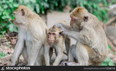Brown monkeys happy family