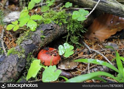 Brown mushroom growing in the autumn forest