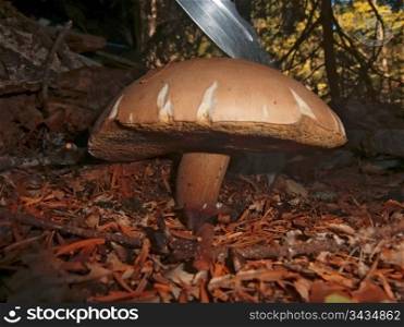 Brown mushroom in the autumn forest and sharp knife