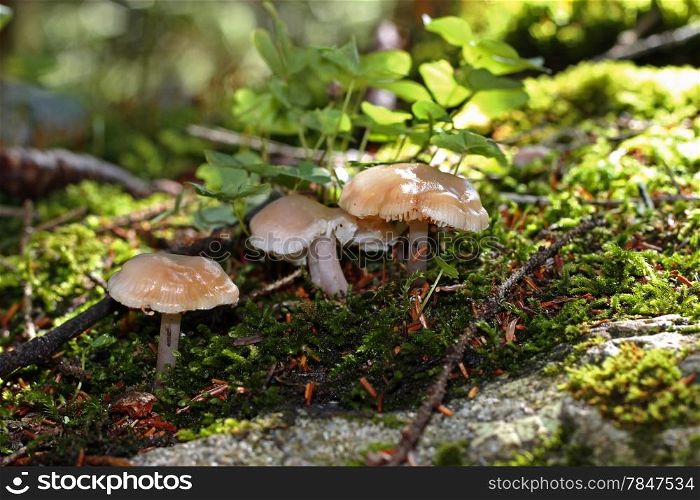 Brown mushrooms growing in the autumn forest