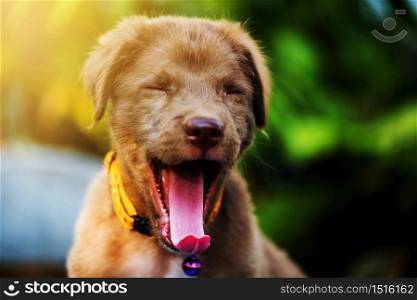 brown nova scotia duck tolling retriever puppy dog yawn