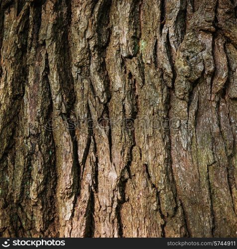 Brown oak bark can be used for background