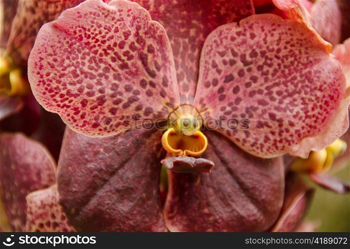 Brown orchid flower . Closeup of a brown orchid flower background pattern