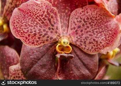 Brown orchid flower . Closeup of a brown orchid flower background pattern