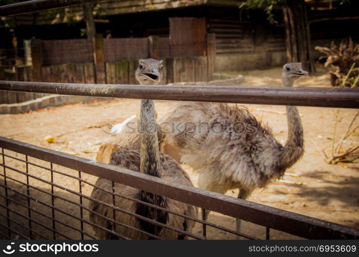 Brown ostrich at the zoo.