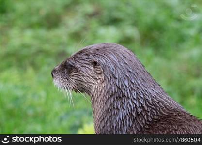 Brown otter looking away from the camera