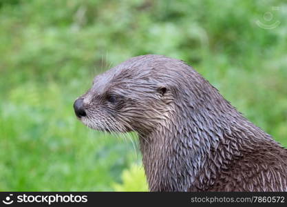 Brown otter looking away from the camera