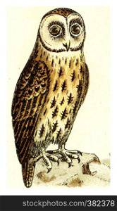 Brown owl, vintage engraved illustration. From Deutch Birds of Europe Atlas.