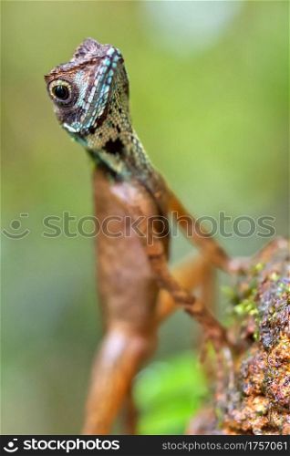 Brown-patched Kangaroo Lizard, Wiegmann?s Agama, SriLankan Kangaroo Lizard, Otocryptis wiegmanni, Sinharaja National Park Rain Forest, Sinharaja Forest Reserve, World Heritage Site, UNESCO, Biosphere Reserve, National Wilderness Area, Sri Lanka, Asia