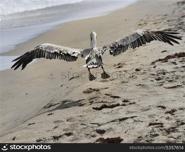 Brown Pelican In Flight Near Atlantic Ocean