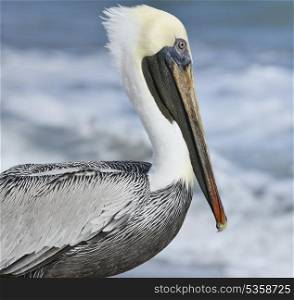 Brown Pelican Near Atlantic Ocean