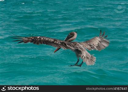 Brown pelican (Pelecanus occidentalis) flying over the ocean, San Cristobal Island, Galapagos Islands, Ecuador