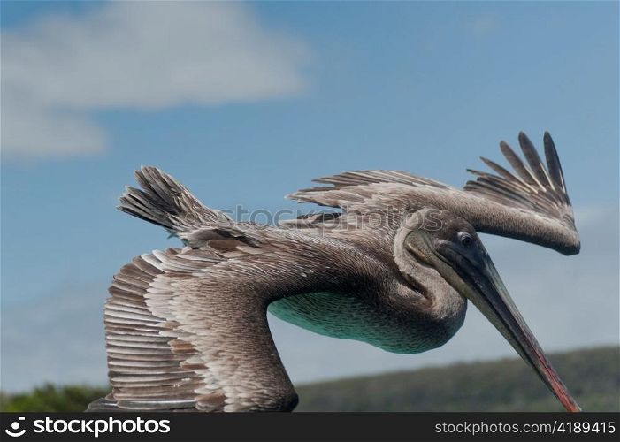 Brown pelican (Pelecanus occidentalis) flying, San Cristobal Island, Galapagos Islands, Ecuador