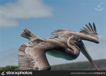 Brown pelican (Pelecanus occidentalis) flying, San Cristobal Island, Galapagos Islands, Ecuador