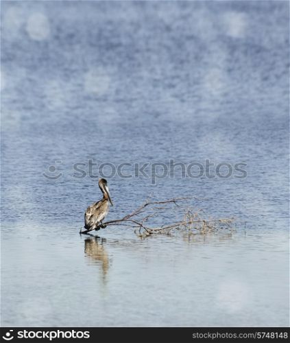 Brown Pelican Perched On The Branch