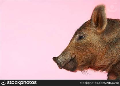 Brown pig against pink background side view of head