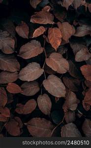 brown plant leaves in the nature in autumn season, autumn colors
