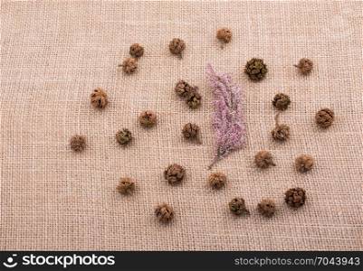 Brown pod, capsule and flower on canvas background