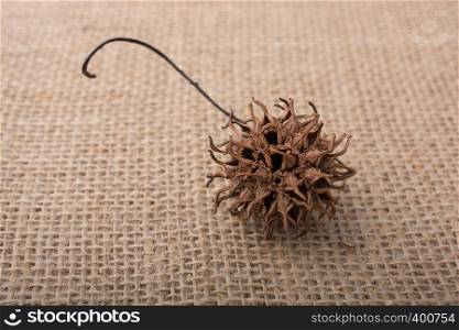 Brown pod or capsule on a linen canvas background