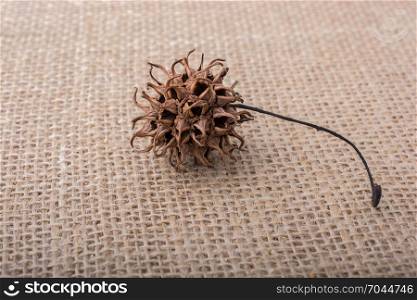 Brown pod or capsule on a linen canvas background