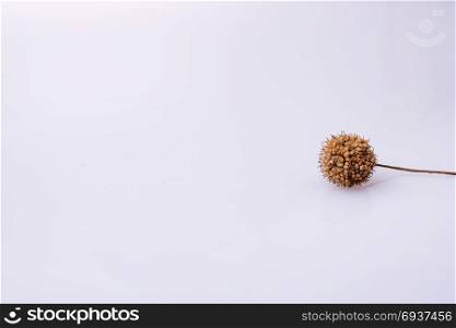 Brown pod or capsule on a white background