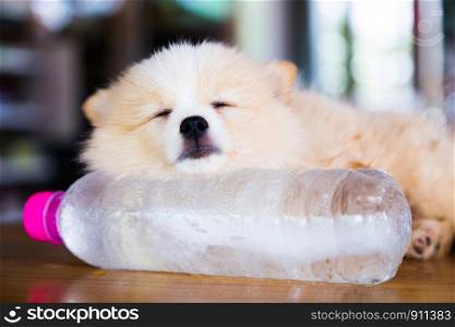 Brown Pomeranian dog sleeping on the frozen water bottle.