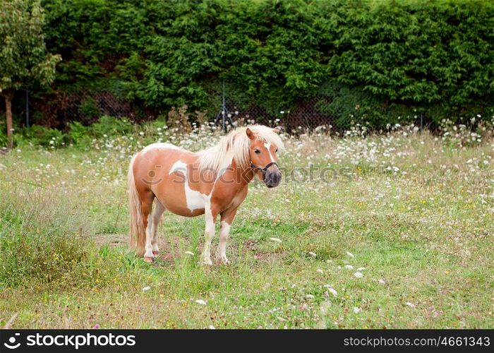 Brown Pony grazing in a meadow with flowers