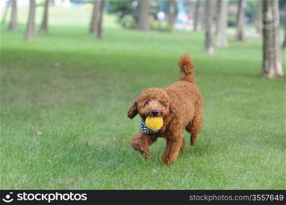 Brown poodle dog holding a ball in the mouth and running on the lawn