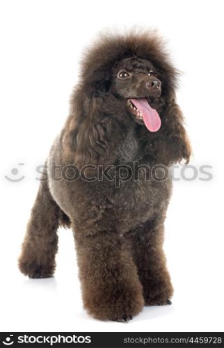 brown poodle in front of white background