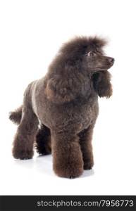 brown poodle in front of white background