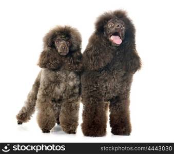 brown poodles in front of white background