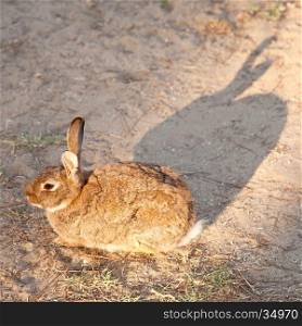 brown rabbit sits in the sand in sunlight throwing shadow