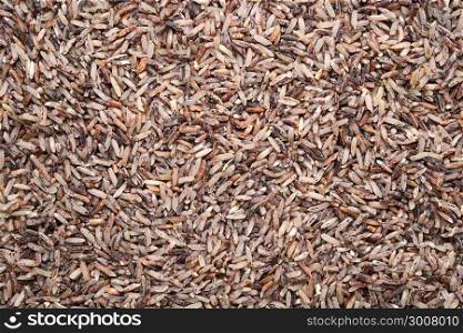 brown rice background