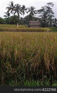 Brown rice field in Bali, Indonesia