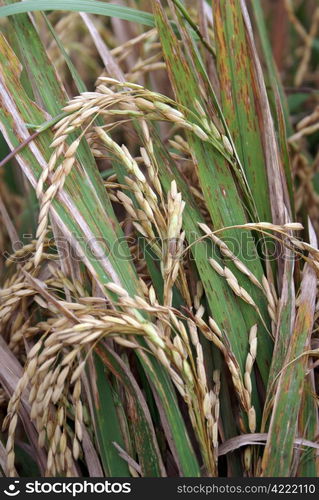 Brown rice of the field, harvest in Bali