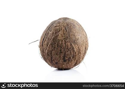 brown round fresh coconut on white background
