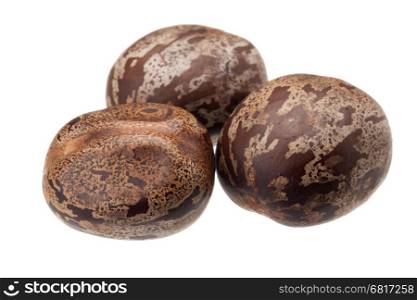 brown rubber seed isolated on white background