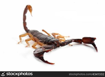 brown scorpion isolated on white background, focus on the head