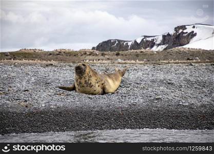 Brown seal laughs on beach with stones in Antarctica