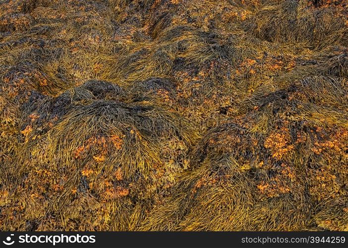 Brown seaweed on the coast of the Barents Sea at low tide