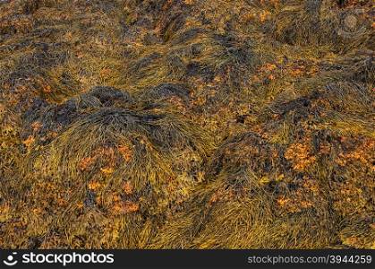 Brown seaweed on the coast of the Barents Sea at low tide