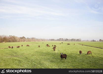 brown sheep in dutch meadow near utrecht in the netherlands