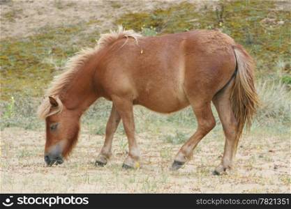Brown Shetland pony grazing in a sand dune