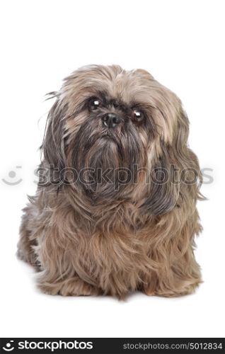Brown Shih Tzu dog. Brown Shih Tzu dog in front of a white background