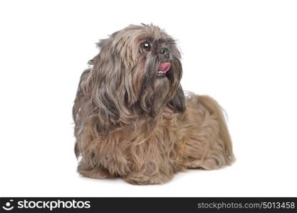Brown Shih Tzu dog. Brown Shih Tzu dog in front of a white background