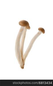 brown shimeji mushroom isolated on white background