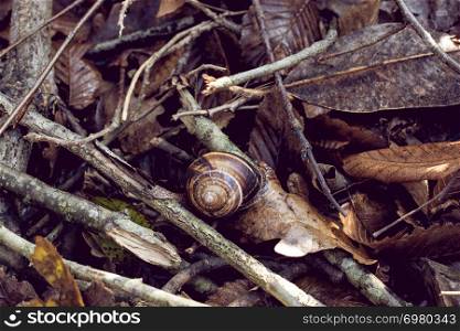 Brown snail on tree branches in the view